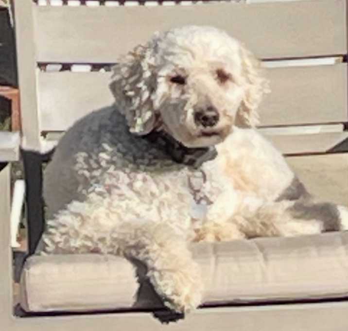 Photo of Belle