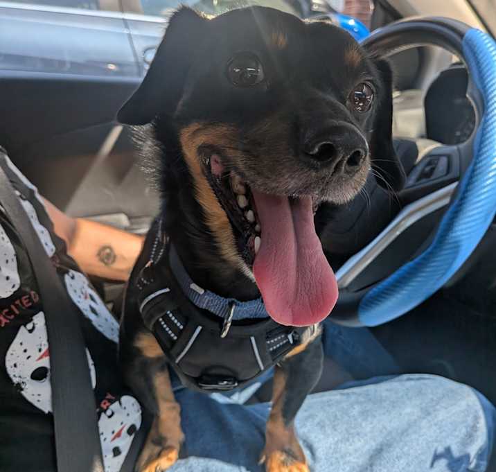 Photo of Dexter