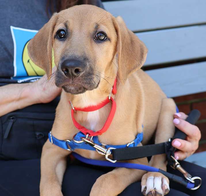 Photo of Ginger