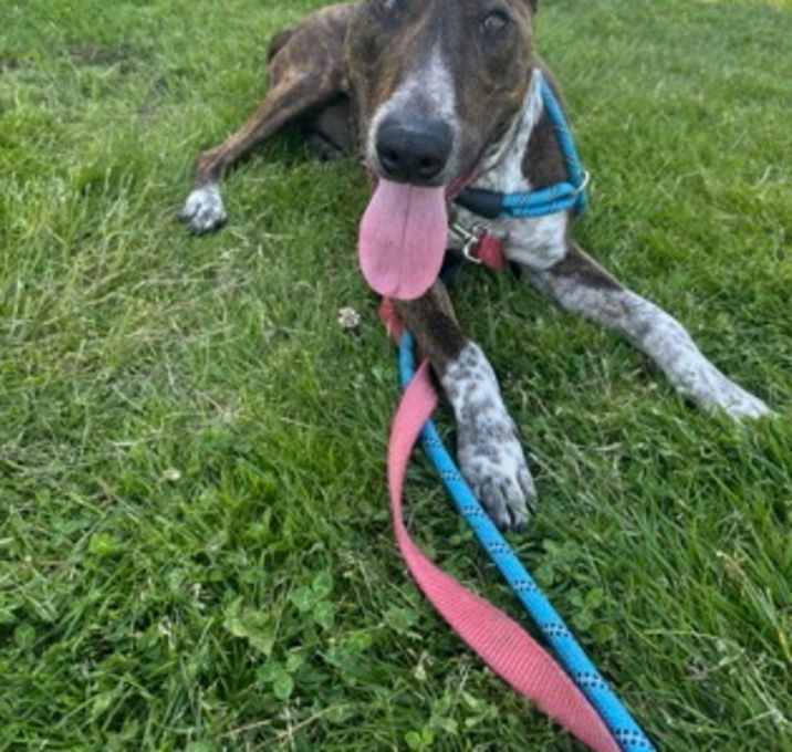 Photo of Rocco