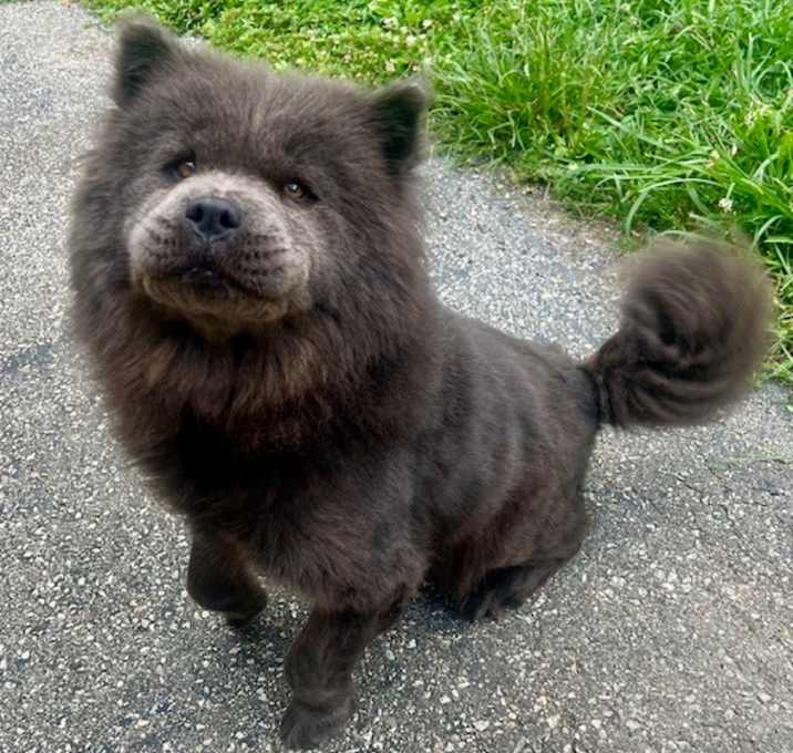 Photo of Miso