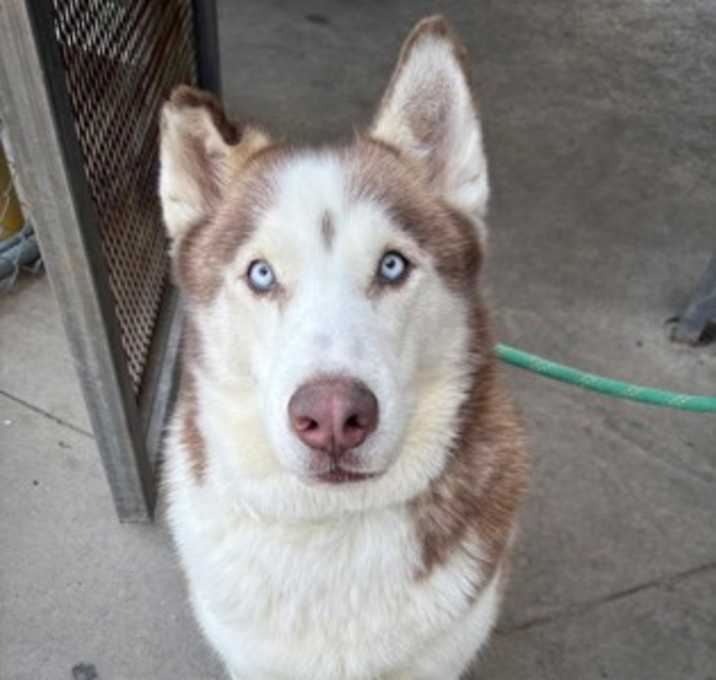 Photo of Layla