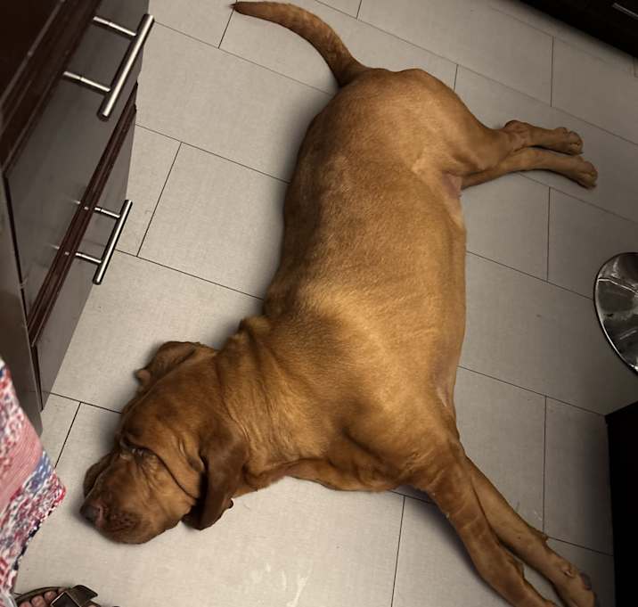 Photo of Colt