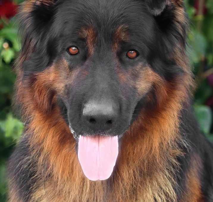 Photo of Rockey von Rhein