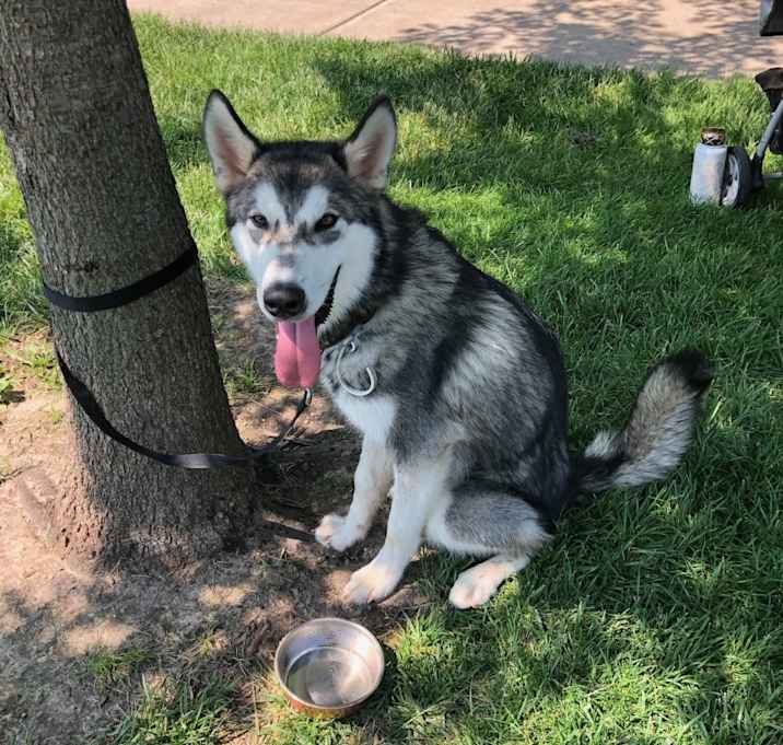 Photo of Floki