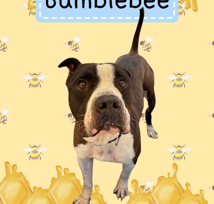Photo of Bumblebee