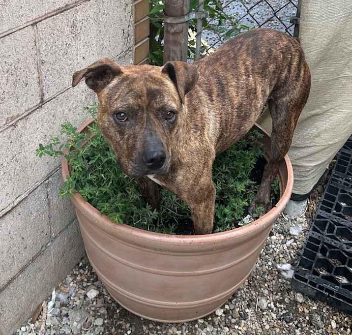 Photo of Pepper