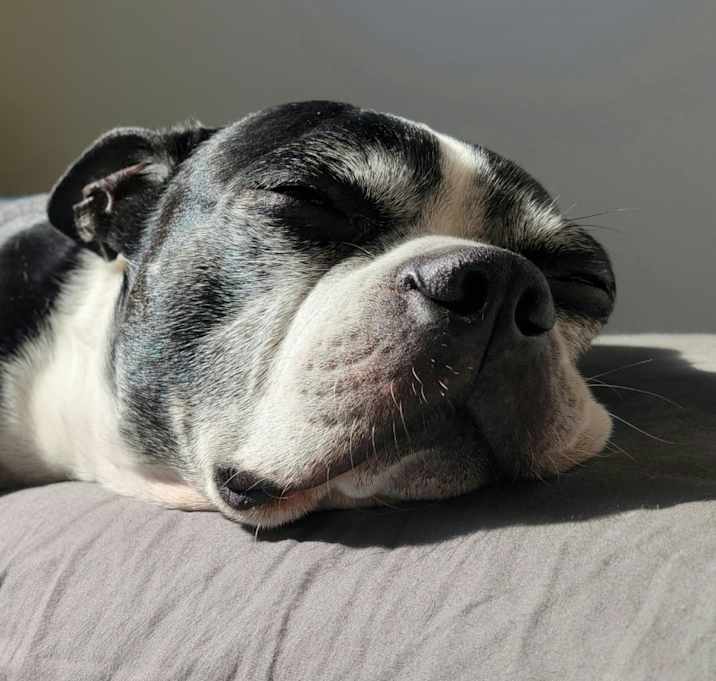 Photo of Oreo