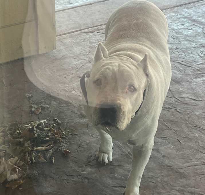 Photo of Polo