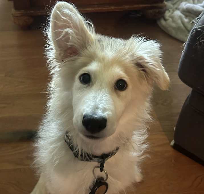 Photo of Buckey