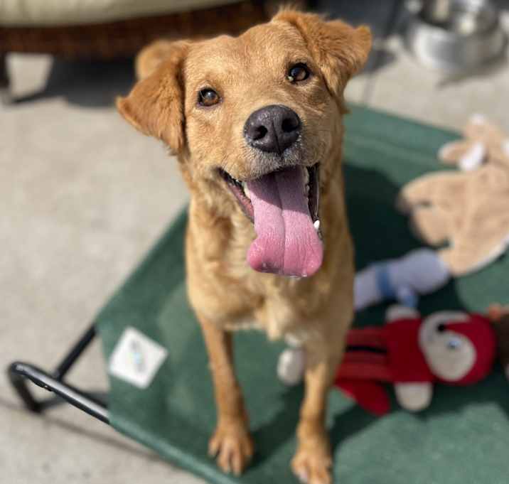 Photo of Cheddar