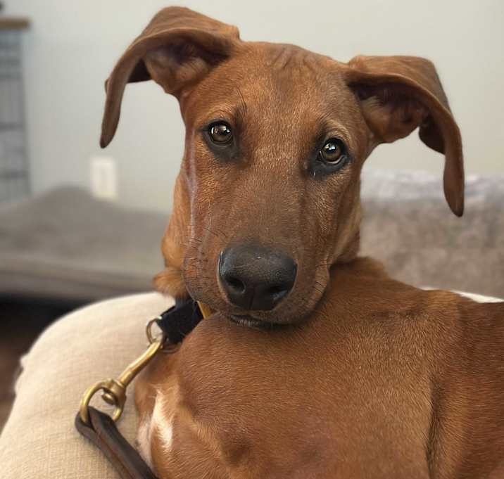 Photo of Brick