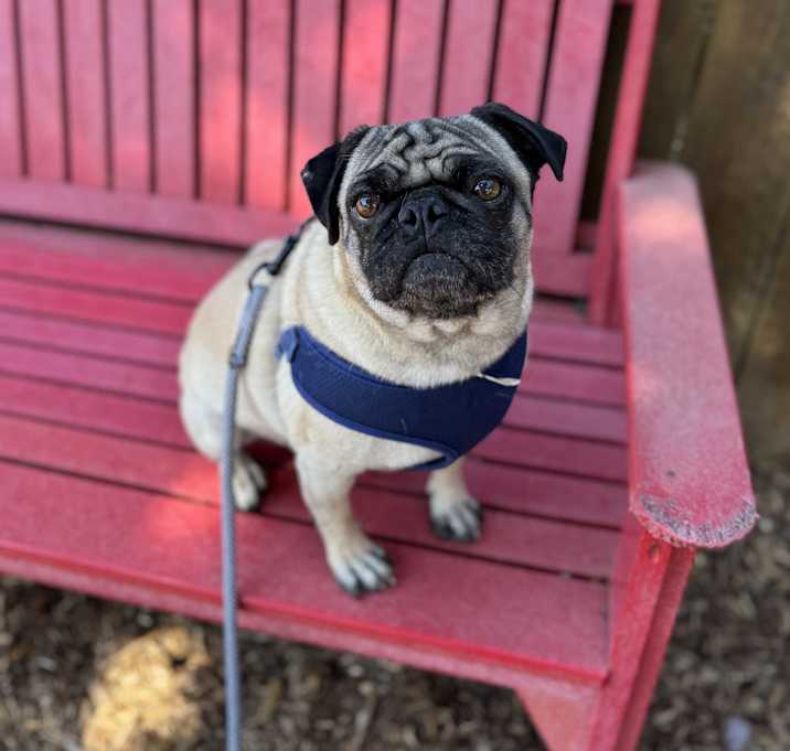 Photo of Dodger