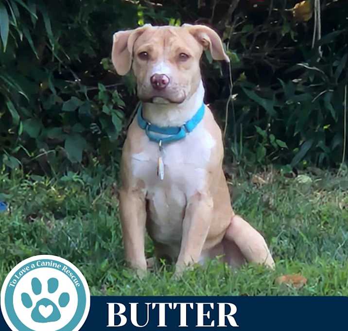 Photo of Butter (The Baking Bunch) 080925