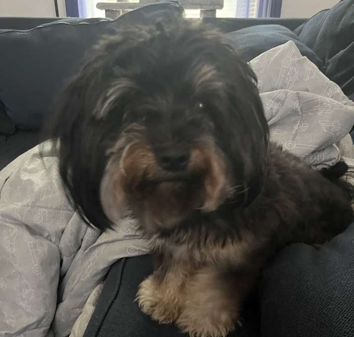Photo of Bear