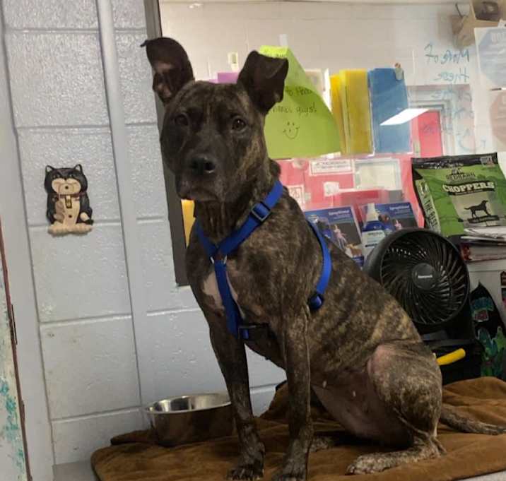 Photo of Shiloh