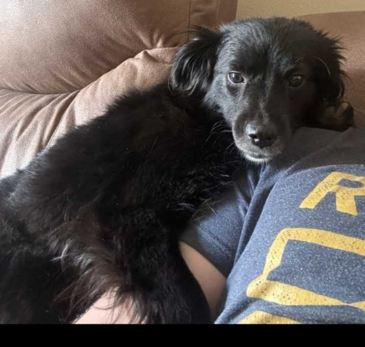 Photo of Ollie