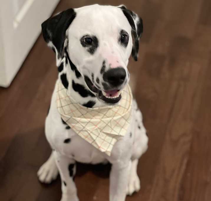 Photo of Bandit