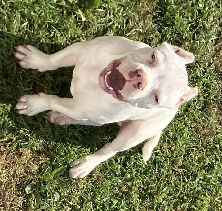 Photo of Buddy