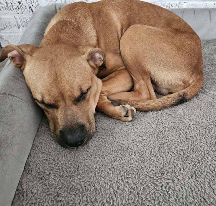 Photo of Scooby