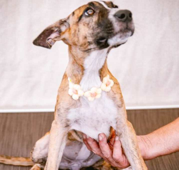 Photo of Jinx