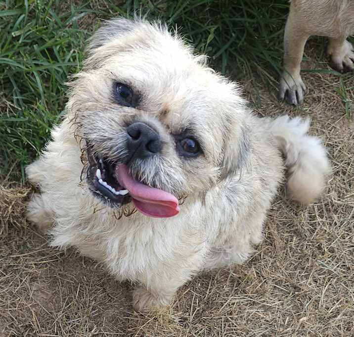 Photo of Buddy