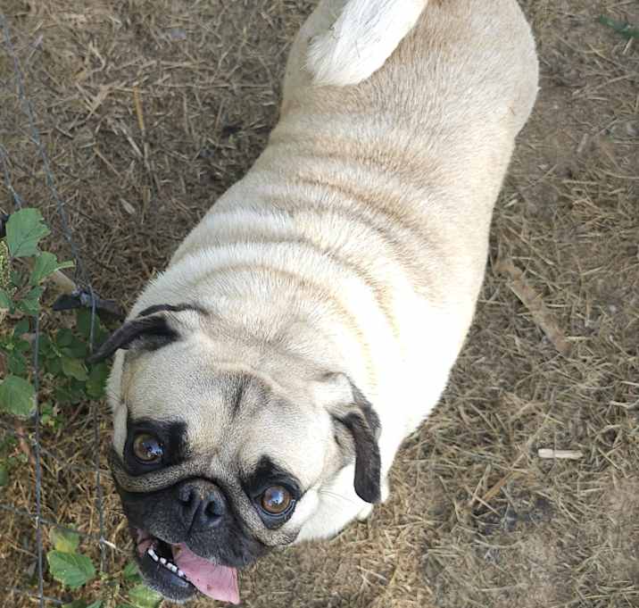 Photo of Pugchop
