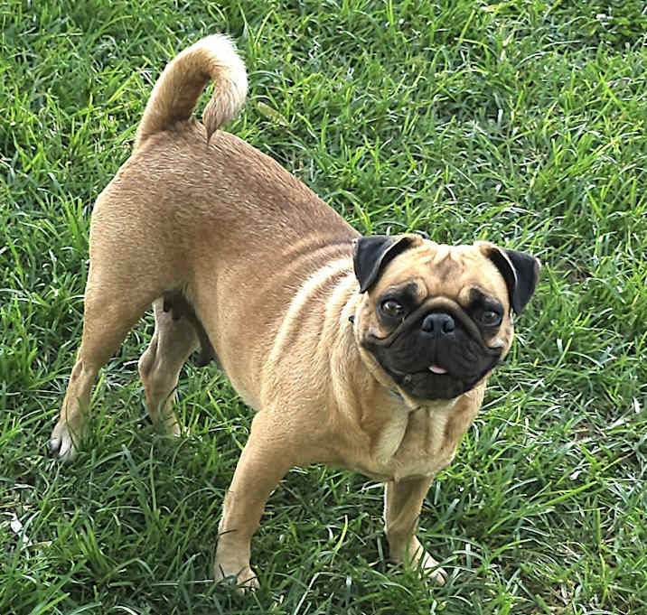 Photo of Puggy the Pugtatoe