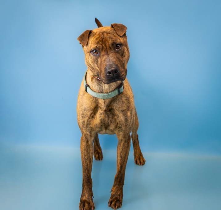 Photo of Bolt