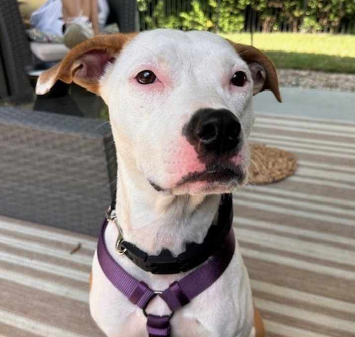 Photo of Prada