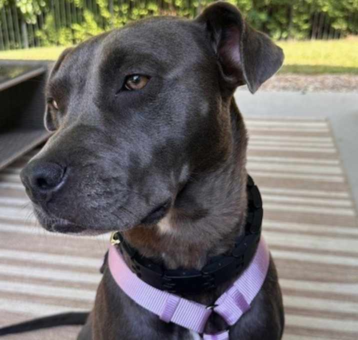 Photo of Shiloh
