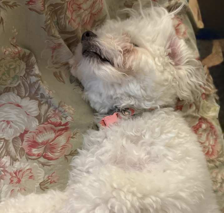 Photo of Lily