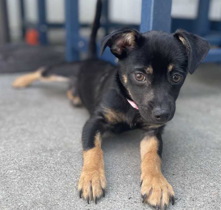 Photo of Atlas