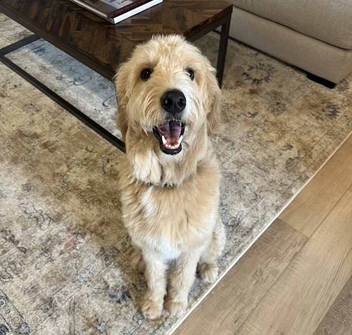 Photo of Biscuit