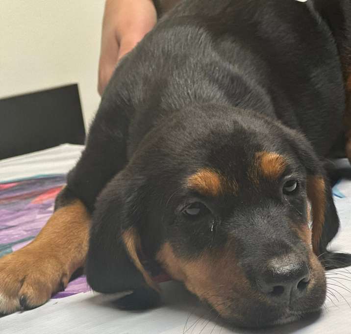 Photo of Mocha $395