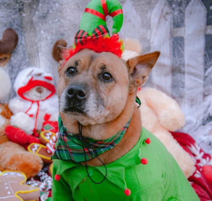 Photo of Duke (Kenzo)