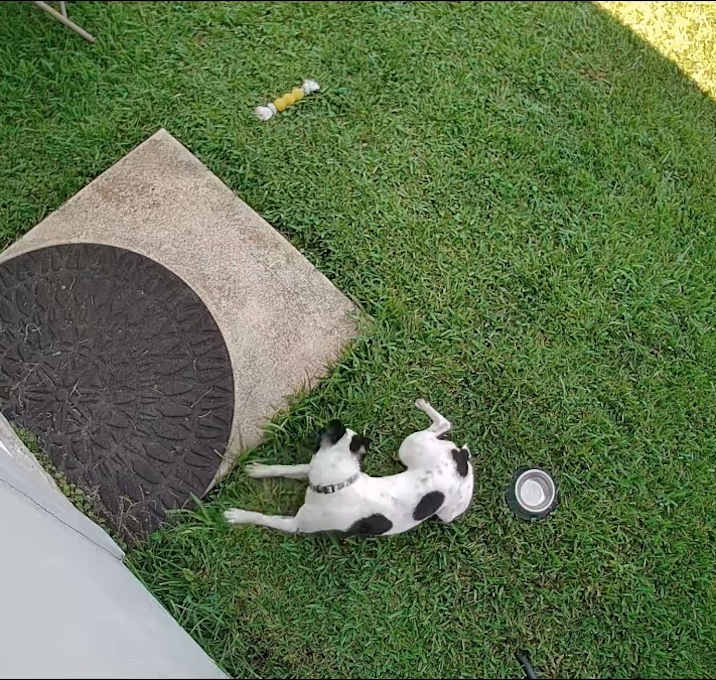 Photo of Champ