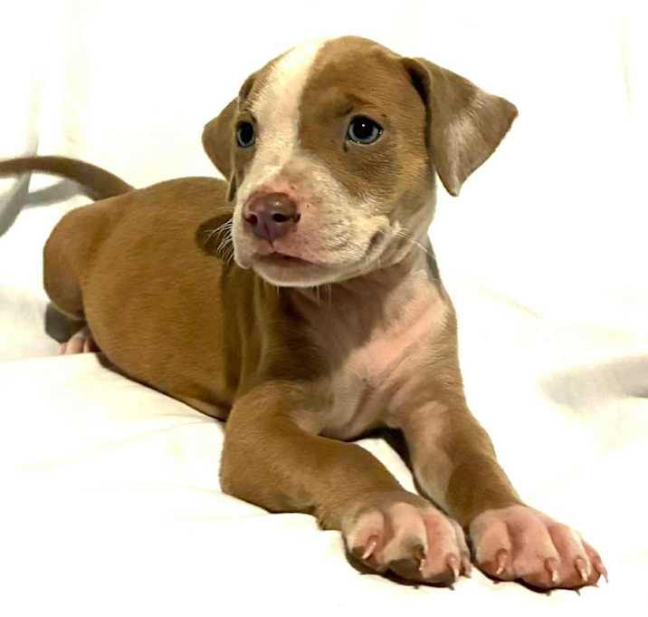 Photo of Luna