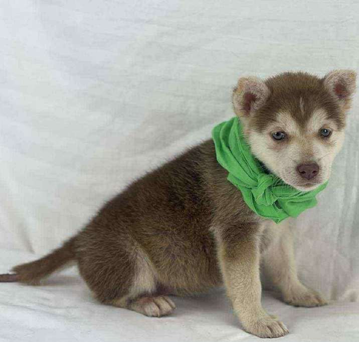 Photo of Kiwi