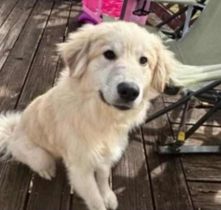 Photo of Luna