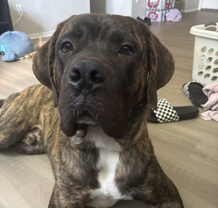 Photo of Apollo