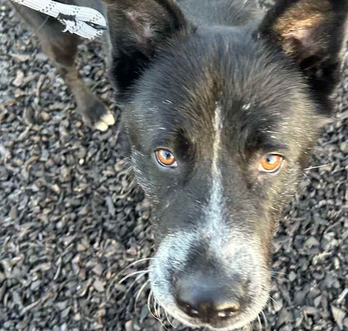 Photo of Elwood