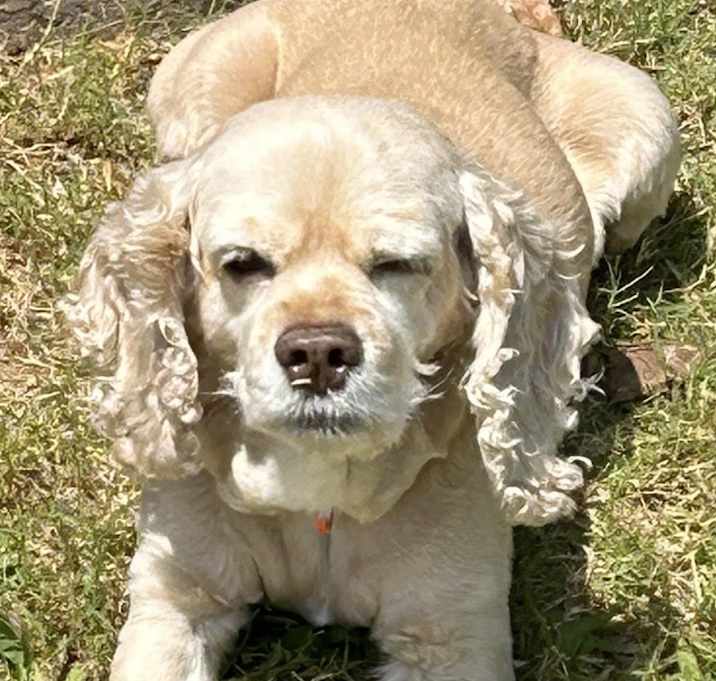 Photo of Ginger