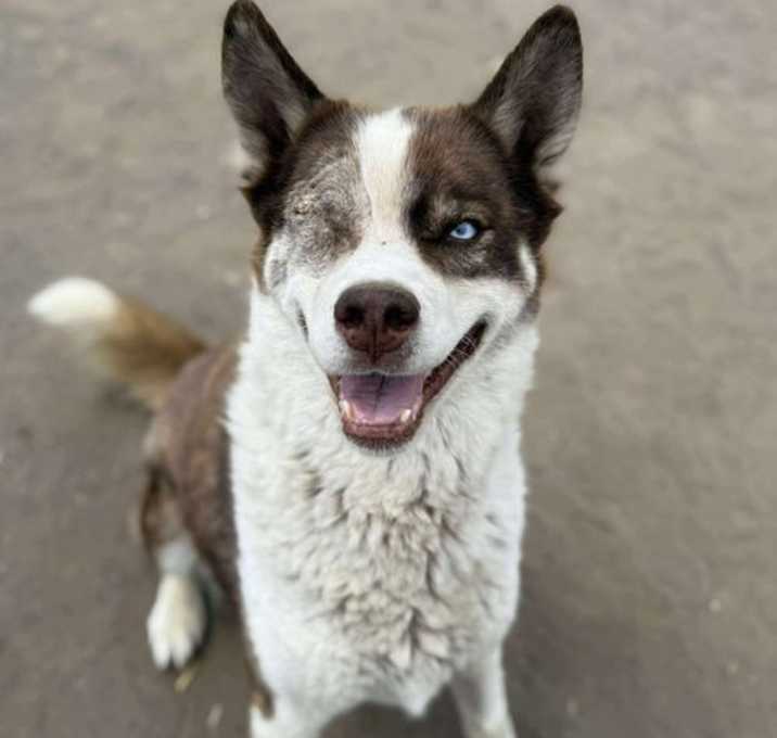 Photo of Comet