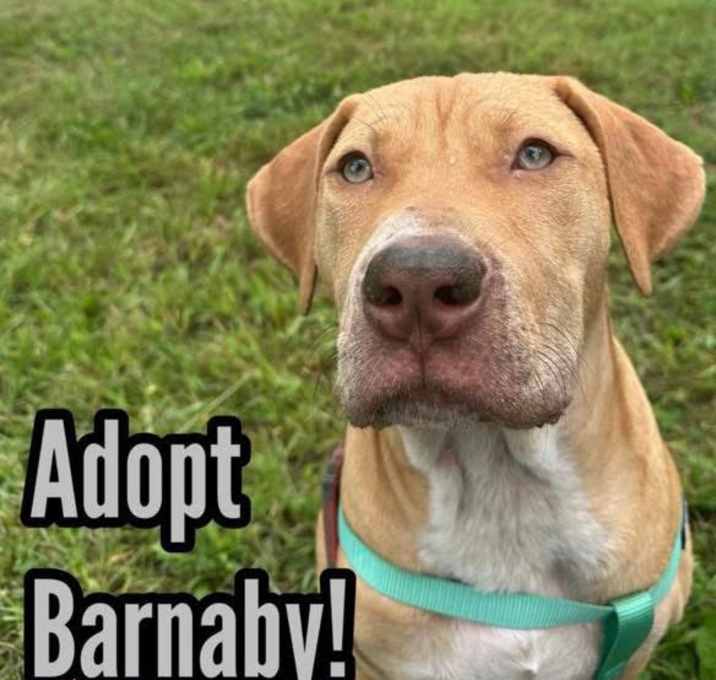 Photo of Barnaby
