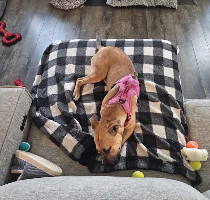 Photo of Belle