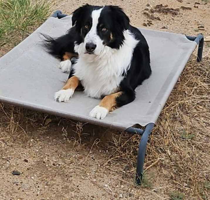 Photo of **DEXTER