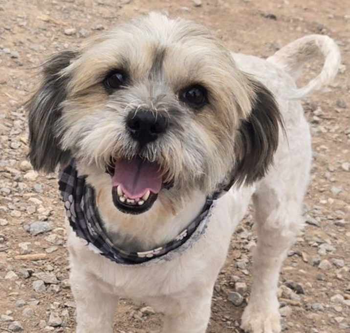 Photo of **OLLIE
