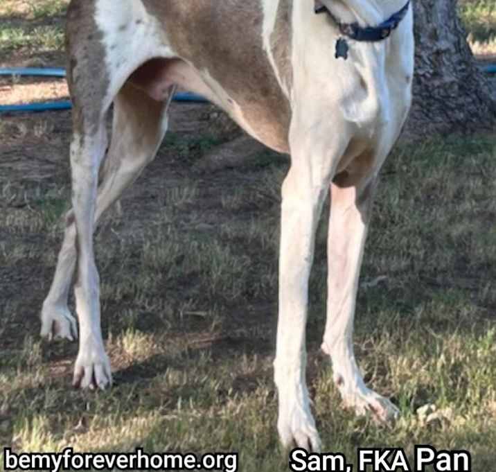 Photo of Sam