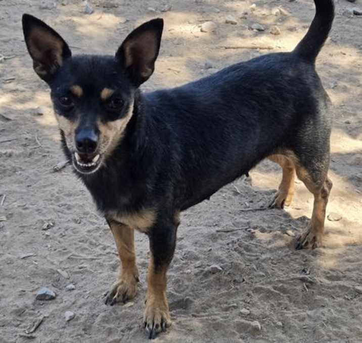 Photo of **JASMINE